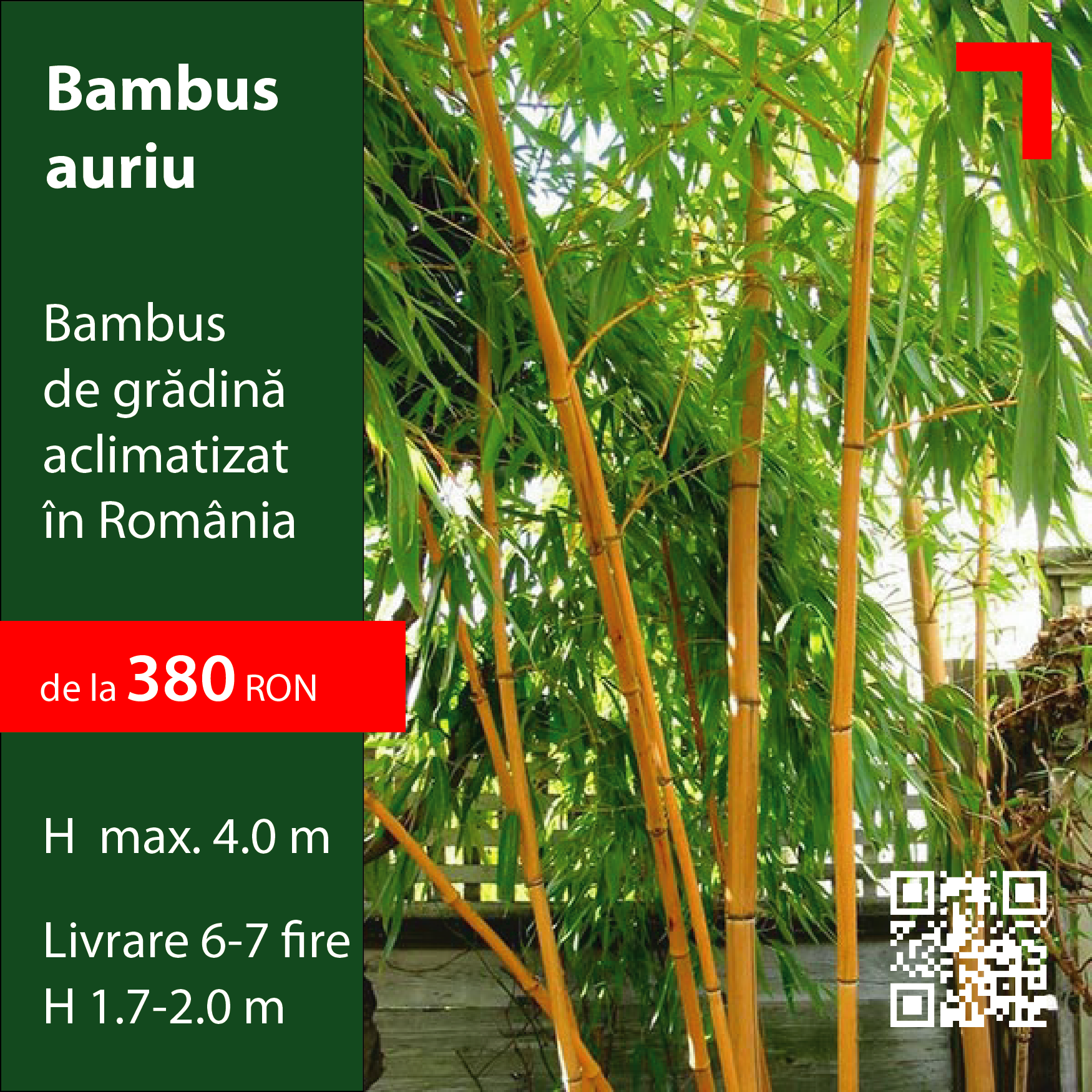 Bambus auriu INNOBUILD