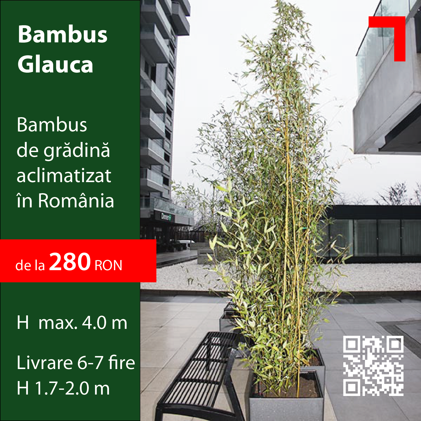 Bambus Glauca INNOBUILD